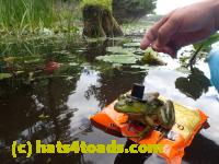 /home//u458753944/public_html/sourcegallery////////Frogs/Bullfrogs 2016-08 Ontario/P8140131.JPG